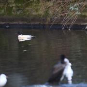 A pair of  male and female Gooseanders have been spotted in Christchurch Park in Ipswich.