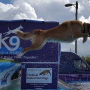 All About Dogs, the canine talent show and adventure experience returns to Trinity Park, Ipswich, this weekend. Photo: All About Dogs