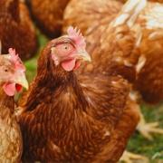 Chickens across Suffolk have been culled (file photo)