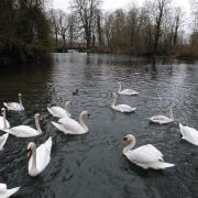 40 dead swans, two black-headed gulls and one heron have been found dead on the River Stour in the last 10 days
