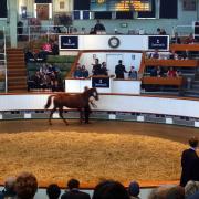 Fourteen of the Queen\'s horses will be sold at Tattersalls in Newmarket this week. File photo of a previous Tattersall sale.
