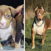 An Essex couple have been banned from keeping dogs for five years after they were sentenced at Colchester Magistrates' Court