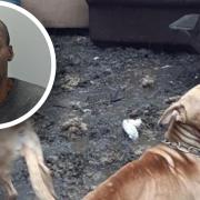 Suffolk man jailed after dogs found in 'abject' conditions at home