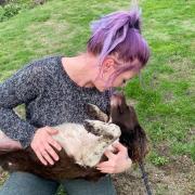 A Suffolk woman has been reunited with her beloved dog after a five-day ordeal in which she held a burial, thinking the body to be her spaniel Maisie.