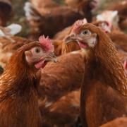 The bird flu crisis has piled the pressure on during a difficult year for some Suffolk farmers