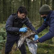 The RSPB has recorded 108 confirmed cases involving the illegal persecution of raptors in the UK in 2021