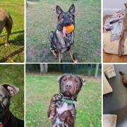 Can you give any of these dogs their forever home in Suffolk?