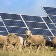 Sheep grazing at a solar farm