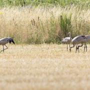 The family of cranes on the Snape Wetlands Nature Reserve.