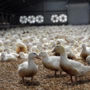 Bird flu has been confirmed in a commercial poultry flock near Woodbridge