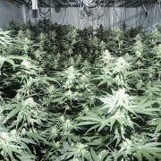 Over 300 plants were found at a cannabis factory in Lakenheath
