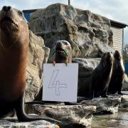 There are four sea lions at Colchester Zoo going into 2023