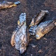 A Norfolk man who was charged after five goshawks were shot and killed in west Suffolk is due to appear in court this week.