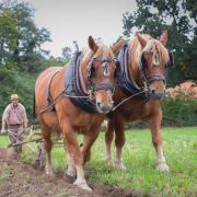 The Suffolk Punch has been chosen to help with the woodland management at a National Trust site