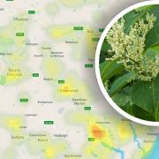 Japanese knotweed infestations have been recorded across Suffolk