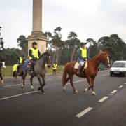Horses crossing a Suffolk road