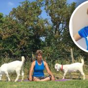 A Woodbridge woman is bringing back her popular outdoor yoga classes with goats to help people of all ages 'get that fuzzy feeling'.