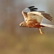 A marsh harrier, which is a species that can be found at RSPB Minsmere in Suffolk