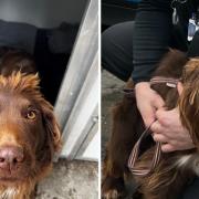 A dog seized by Suffolk police on suspicion of being stolen has now been rehomed, after a man and woman arrested were released without charge due to insufficient evidence.