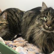 Can you provide a home for siblings Tomas and Tilly?