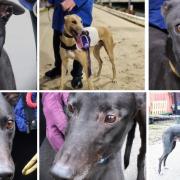 Suffolk’s Greyhound Trust calls for volunteers to adopt retired racing dogs, Greyhound Trust Suffolk