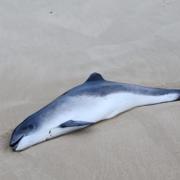 The porpoise was found on Southwold beach