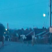 Horses spotted roaming residential street after escaping