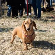 Here are seven great off-lead dog walks across Suffolk