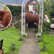 The cow had escaped from a nearby field in Clare