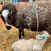 Balwen was able to bond with Caesar after both suffered devastating losses at Baylham House Rare Breeds Farm