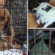 The animals rescued from the Manningtree home