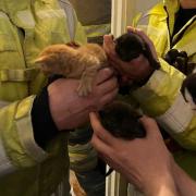 The newborn kittens were rescued from underneath the floor at the home in Sudbury