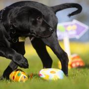 The RSPCA have issued a warning over a common household ingredient that can seriously harm dogs