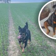 Princess Rottweiler Beau has now safely returned to her family after a 25-day chase in which her owners were searching for her across Suffolk.
