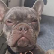 Pearl the French Bulldog was stolen during an aggravated burglary