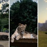 Get up close to your favourite animals after dark at Africa Alive