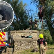 The cow had to be rescued by firefighters in Sudbury