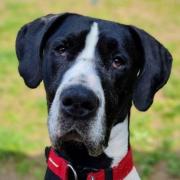 Milo the Great Dane is looking for a loving new home