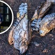 In a ground-breaking court case, human DNA was recovered from a persecuted bird of prey for the first time ever after five goshawks were shot in a west Suffolk forest.