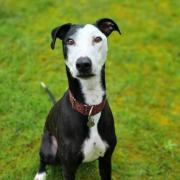 Guinness is looking for his forever home - could you give it to him?