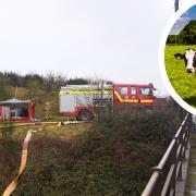 Fire crews were called to help the cow at around 10.35am this morning