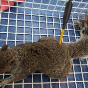 A squirrel shot by a crossbow