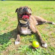 Bow is available for adoption from RSPCA Suffolk Central