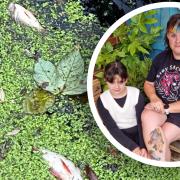 A Needham Market mum was horrified to discover her children had been neck-deep in a river where hundreds of dead fish were rotting upstream.