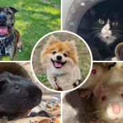 All of these animals are searching for their new homes in Suffolk