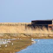 Both RSPB Minsmere and Havergate Island have confirmed there are no cases of Avian Flu at their sites, but they have had some recently