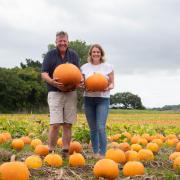 Pumpkin picking in Suffolk has been cancelled by Storm Babet
