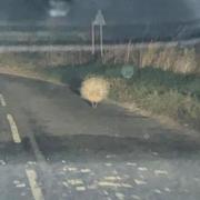 Have you seen a porcupine near Clare?