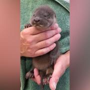 The adorable otter was found near Wickham Market