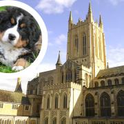 Bury St Edmunds has a dog friendly initiative in the town
